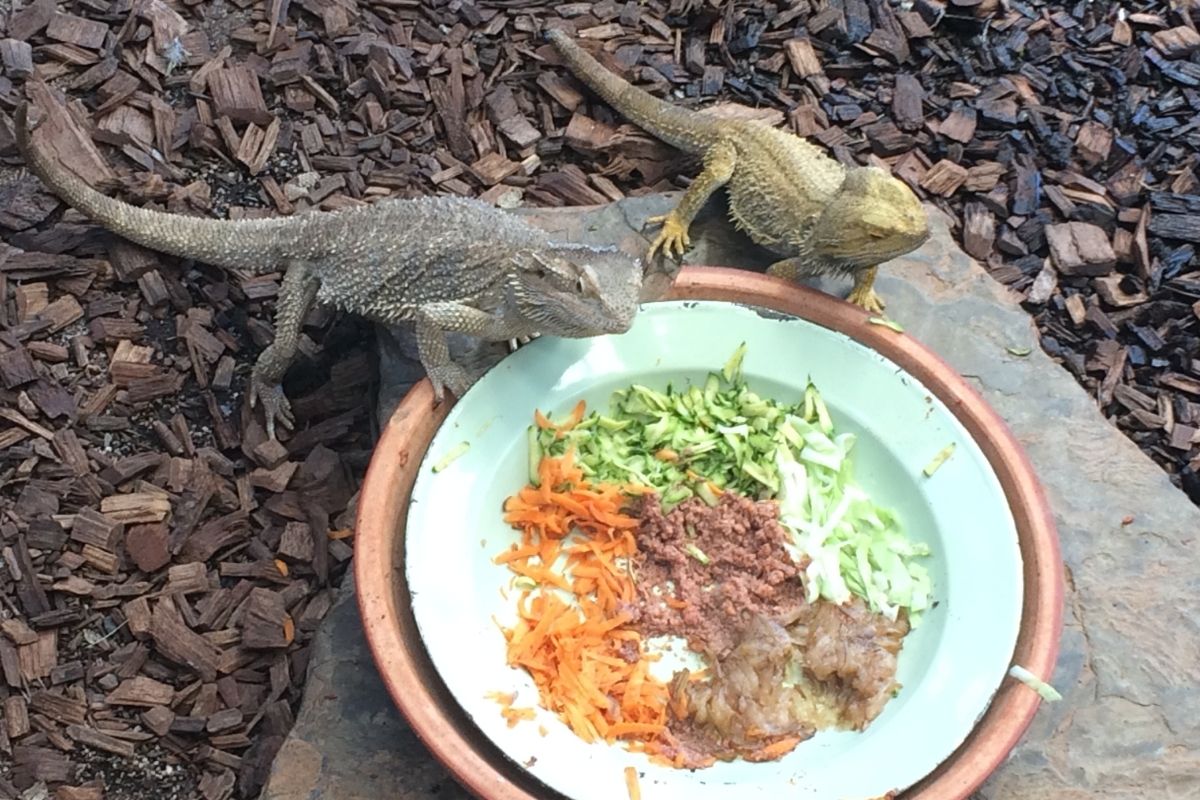 Bearded Dragon Eating On A Plate