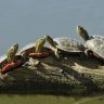 4 painted turtles on a log