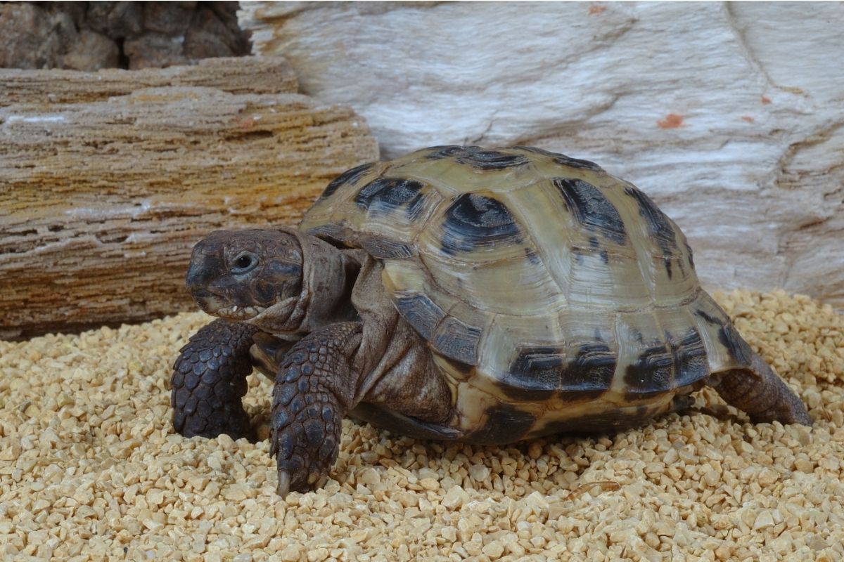 Tortoise on small rocks and rock background