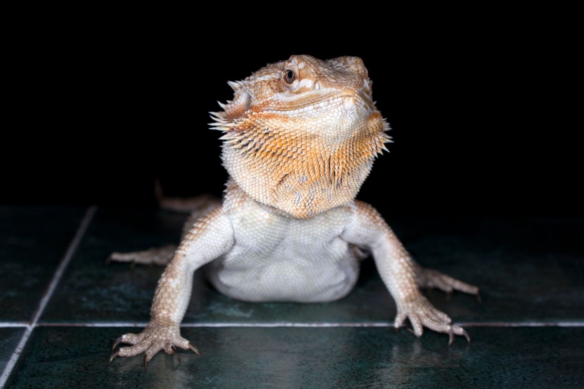 Bearded dragon on floor