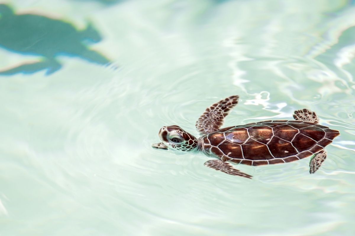 Turtle swimming in the clear blue ocean