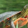 Painted turtle in land with water background