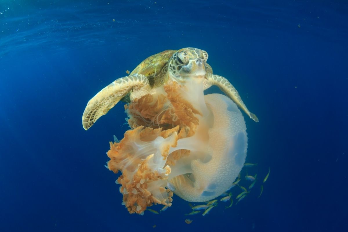 A turtle coming in contact with a jellyfish