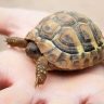 Little turtle on human hands
