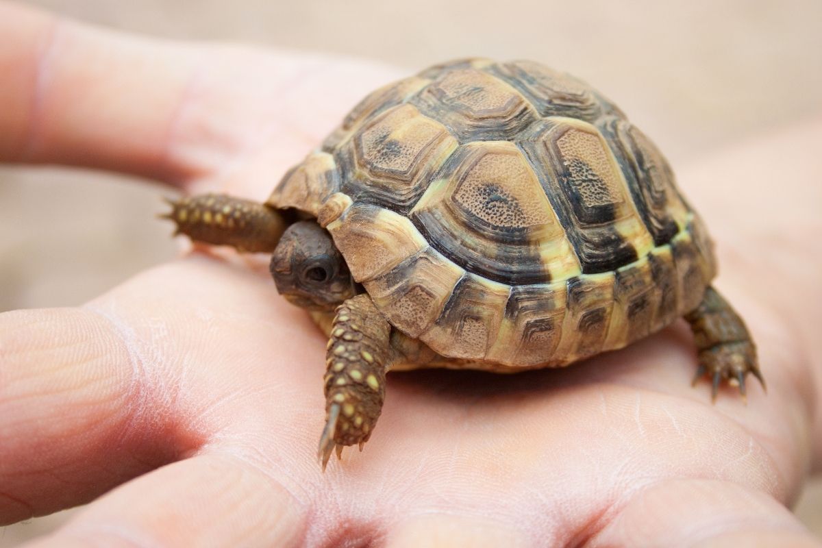 Little turtle on human hands