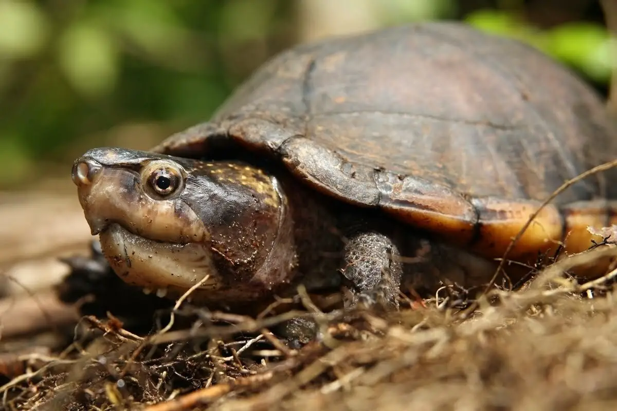 close up of a White-Lipped Mud Turtle 