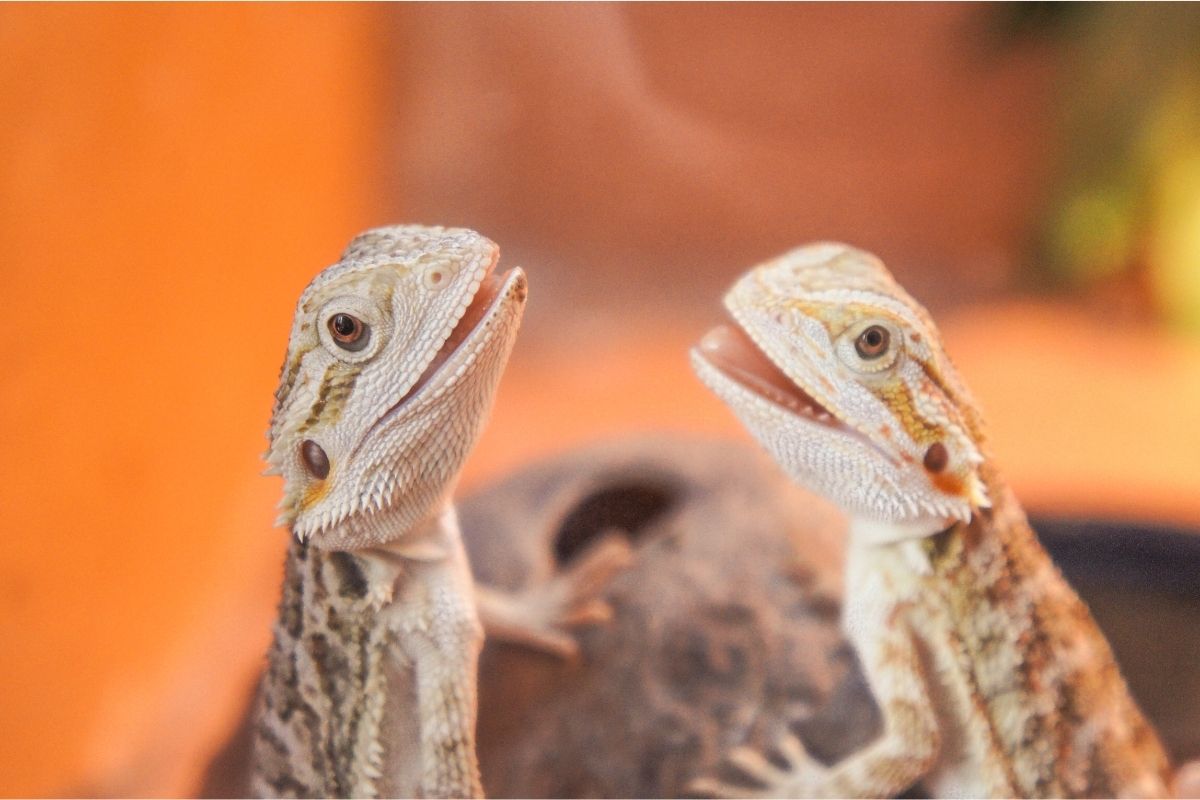 Bearded dragon siblings