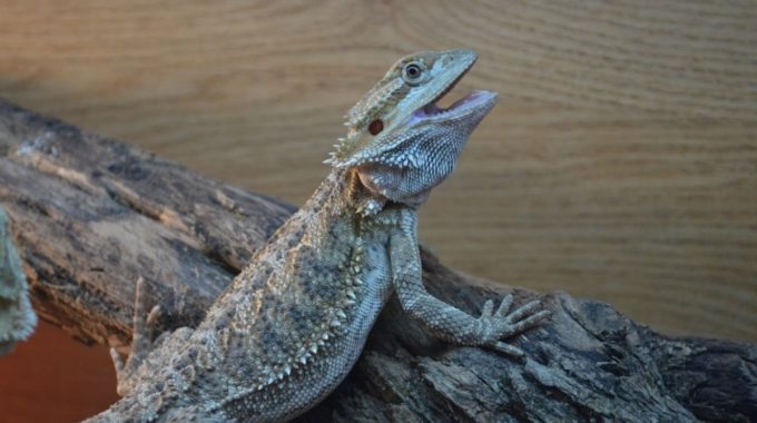Bearded Dragon on a branch