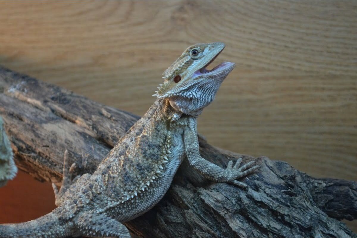 Bearded dragon on a broken tree branch