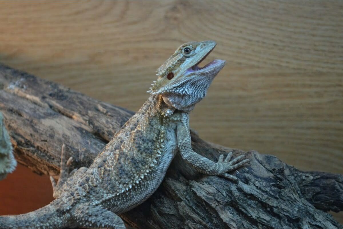 Why Can Bearded Dragons Turn Black? (And How To Fix It)