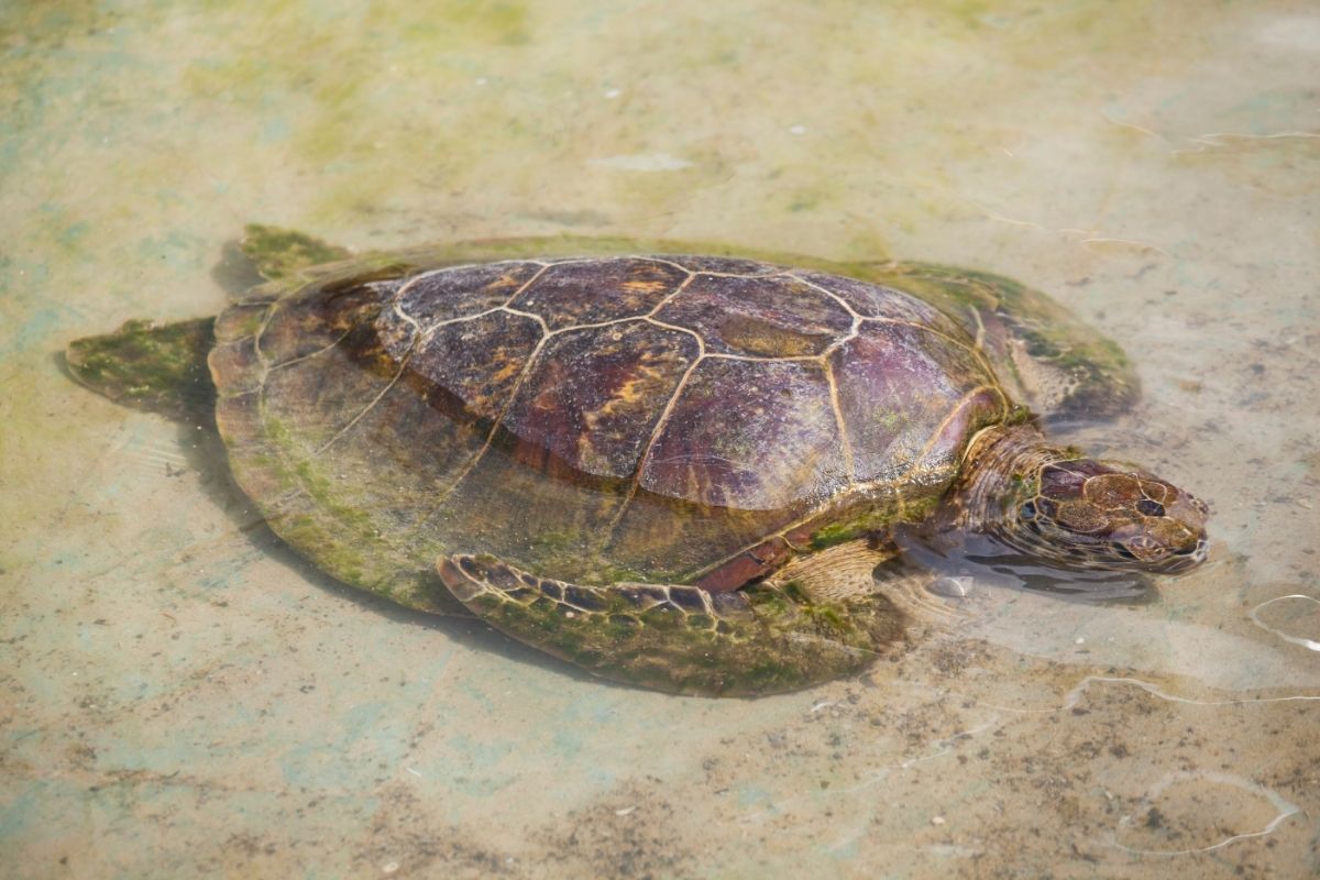 A tortoise in the water