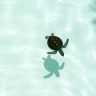 Baby turtle floating on clear blue ocean