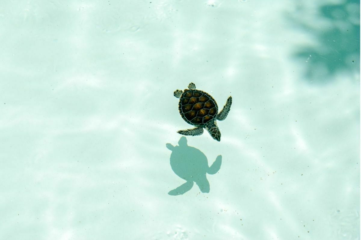 Baby turtle floating on clear blue ocean