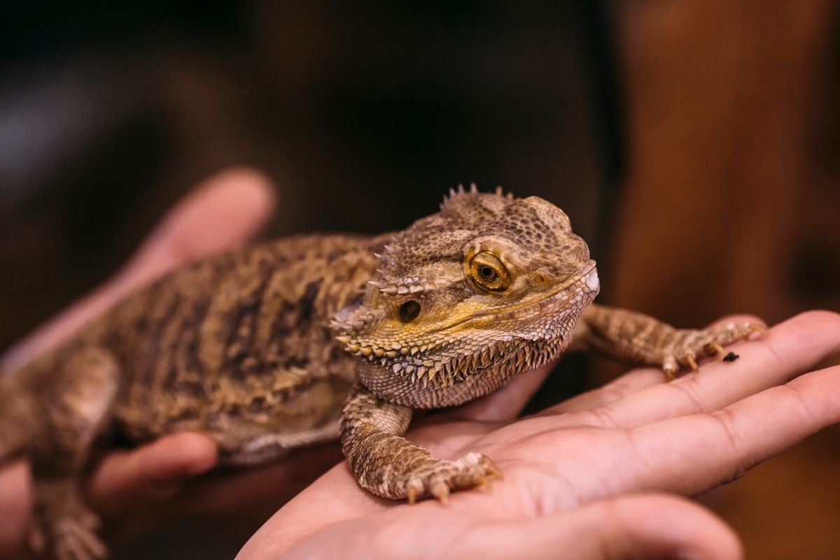 Bearded dragon being held by hands