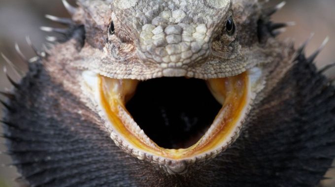 Gray bearded dragon with mouth wide open