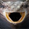 Gray Bearded Dragon With Mouth Wide Open