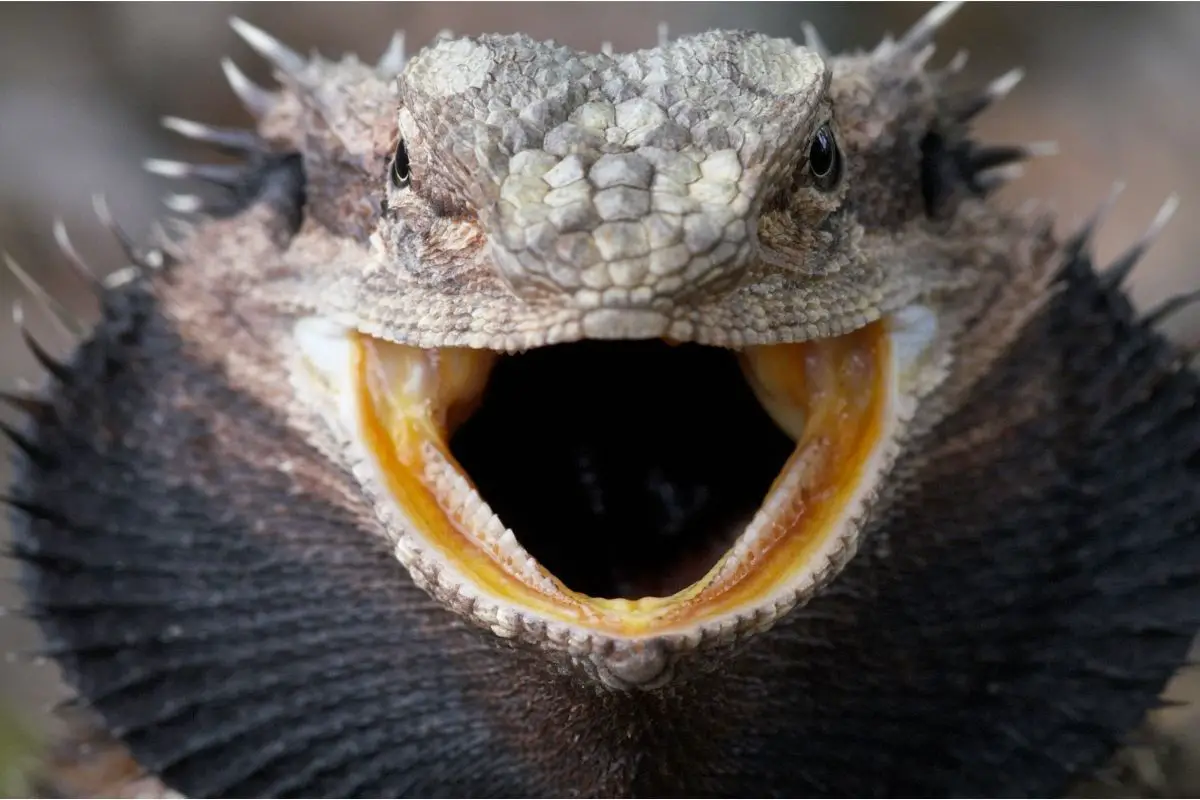Gray Bearded Dragon With Mouth Wide Open