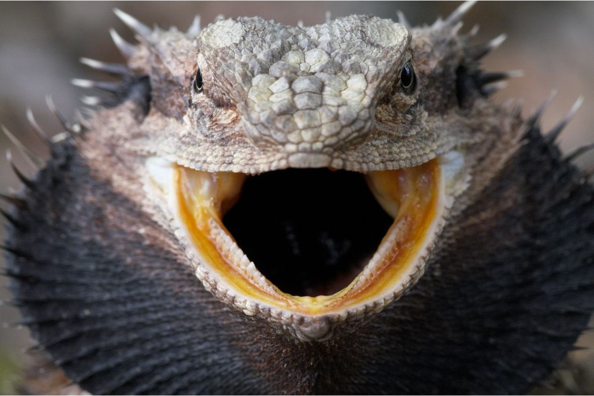 Gray bearded dragon with mouth wide open