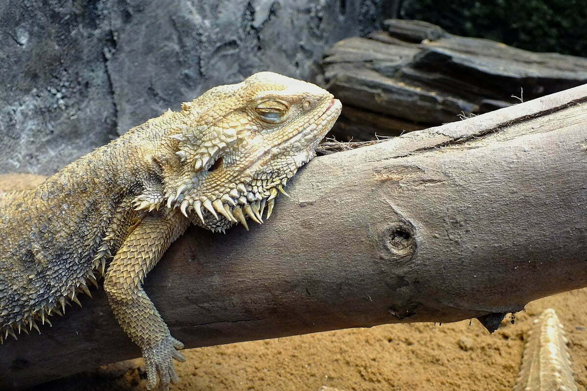 Why do bearded dragons sleep so long