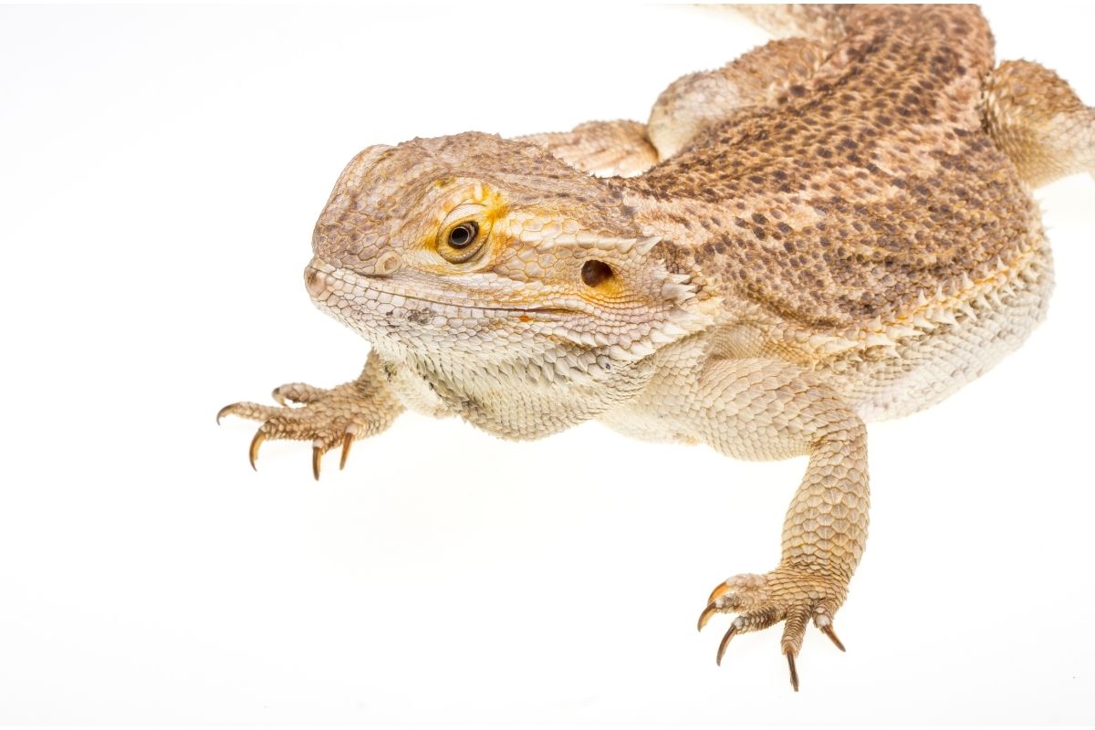 Bearded dragon on a white background