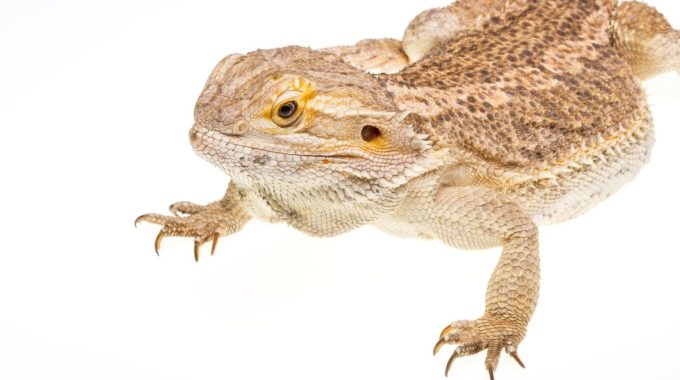 Why Do Bearded Dragons Wave? Everything You Need To Know