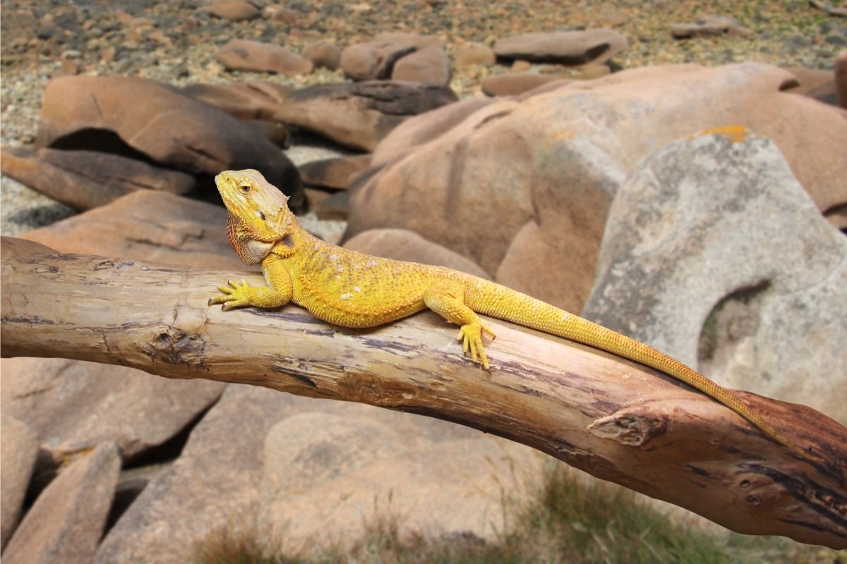 Bearded dragon on a tree branch