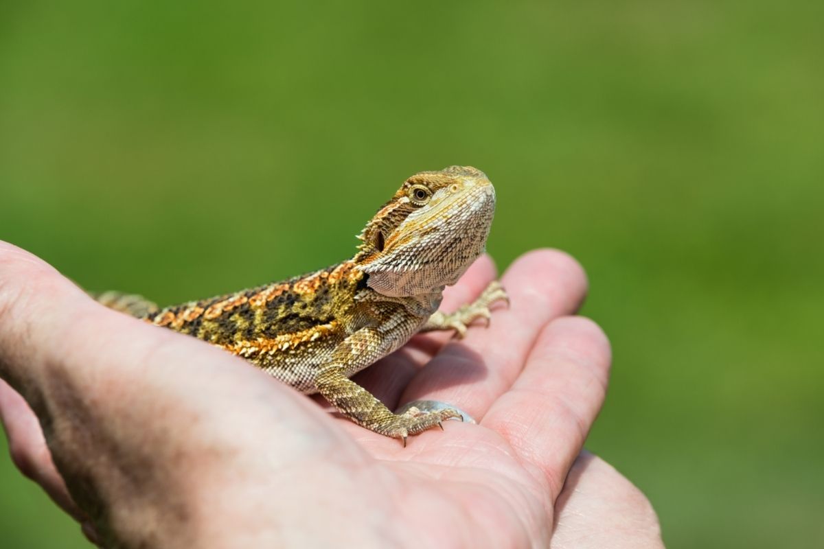 Bearded dragon on a human hand