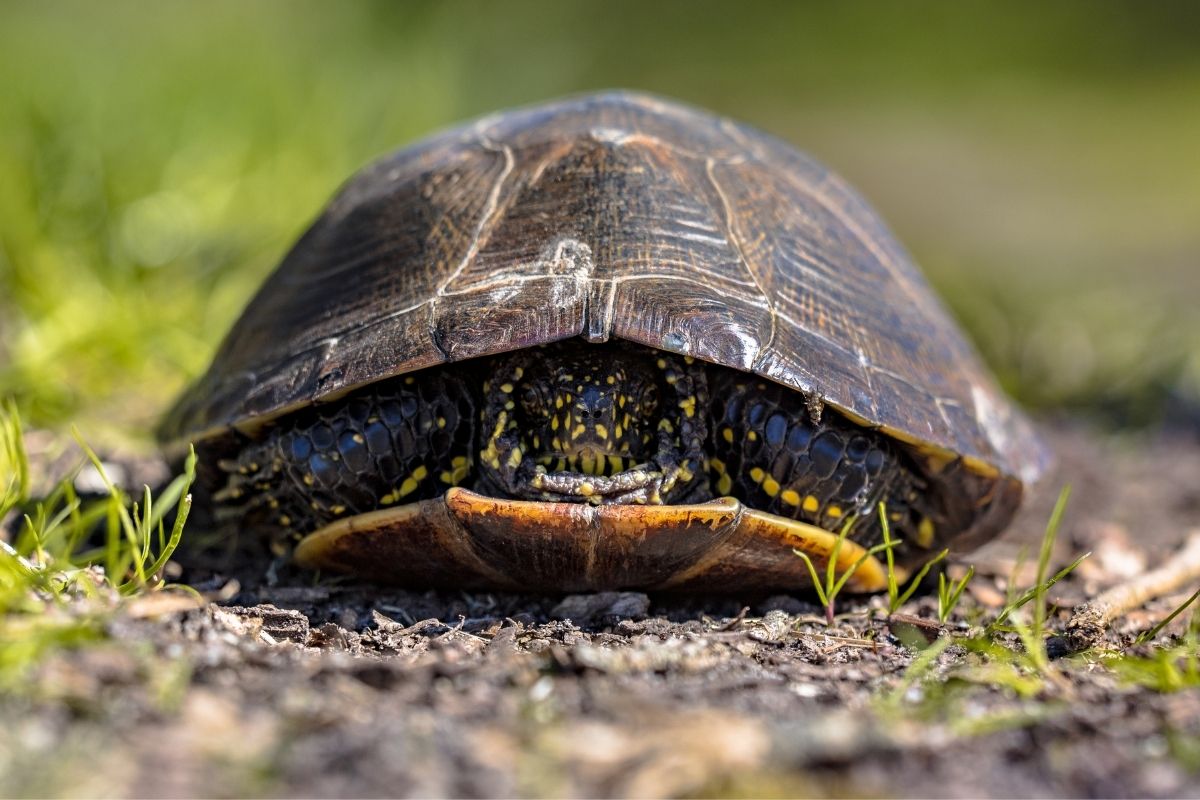 European pond turtle hiding