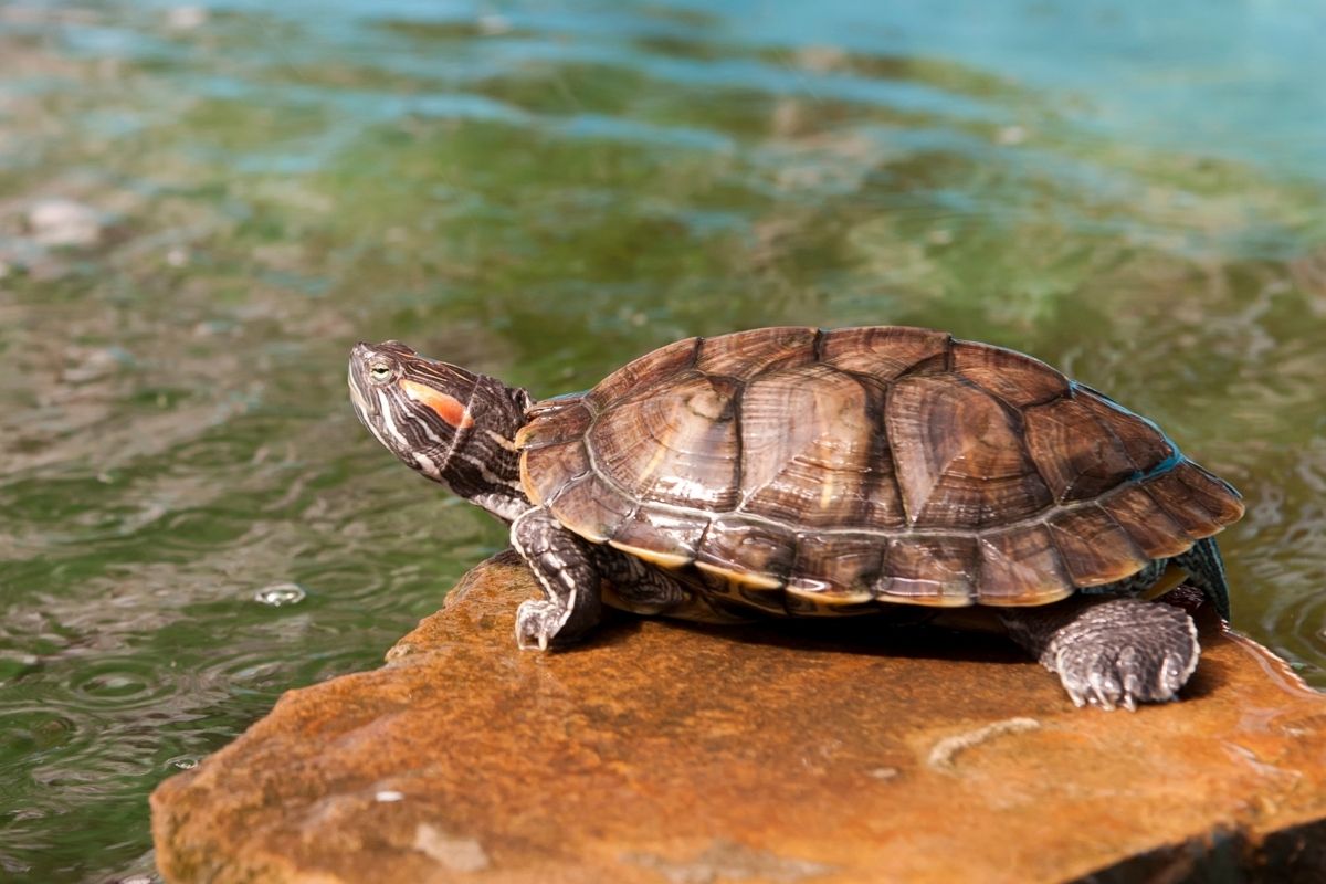 Turtle basking in the sun near the river