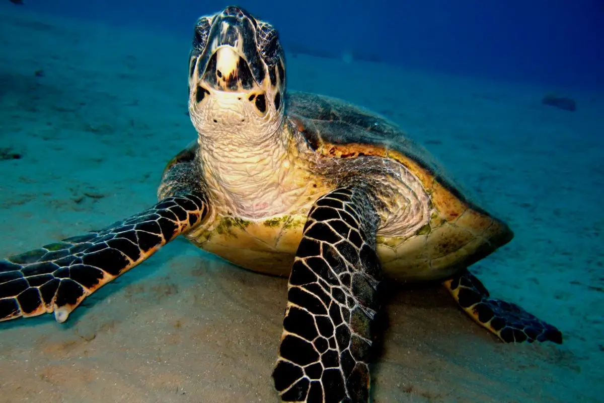 Hawksbill turtle in the seafloor