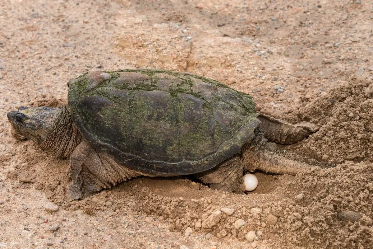 Turtle laying egg in the sand