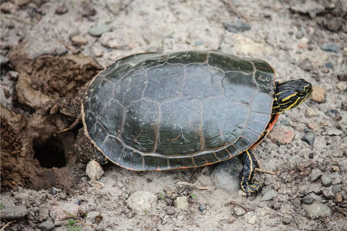 Turtle laying eggs