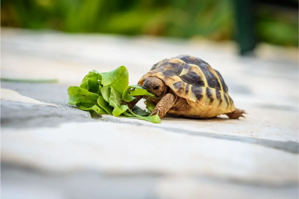 Eating turtle