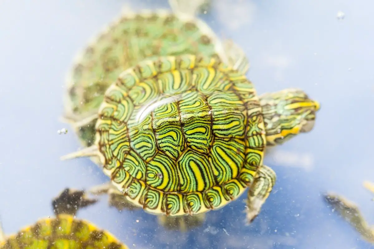 colorful turtle shell
