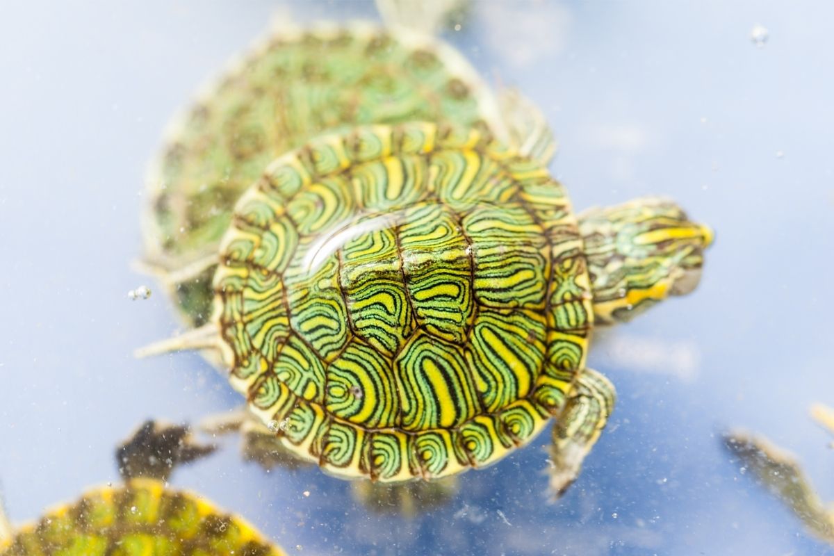 Colorful turtle shell