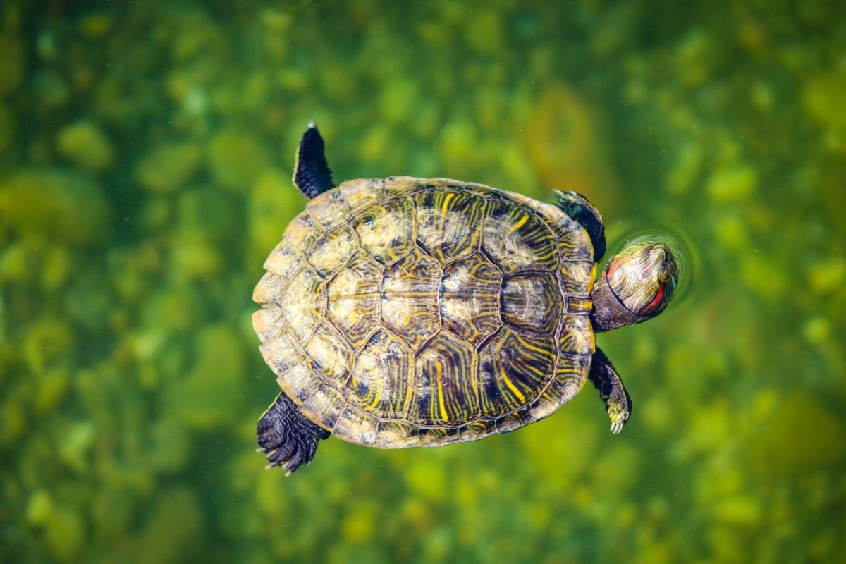 A close up shot of turtle floating