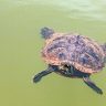 Turtles float on the lake