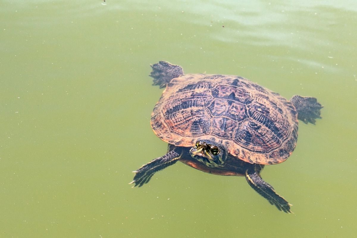 Turtles float on the lake