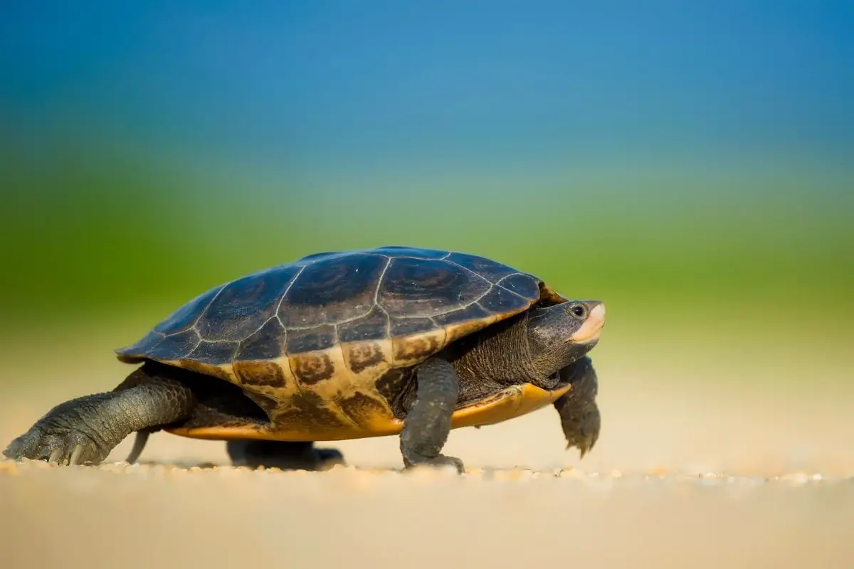 Turtle walking in the wild