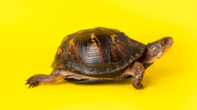 Turtle walking on a yellow background