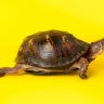 turtle walking on a yellow background