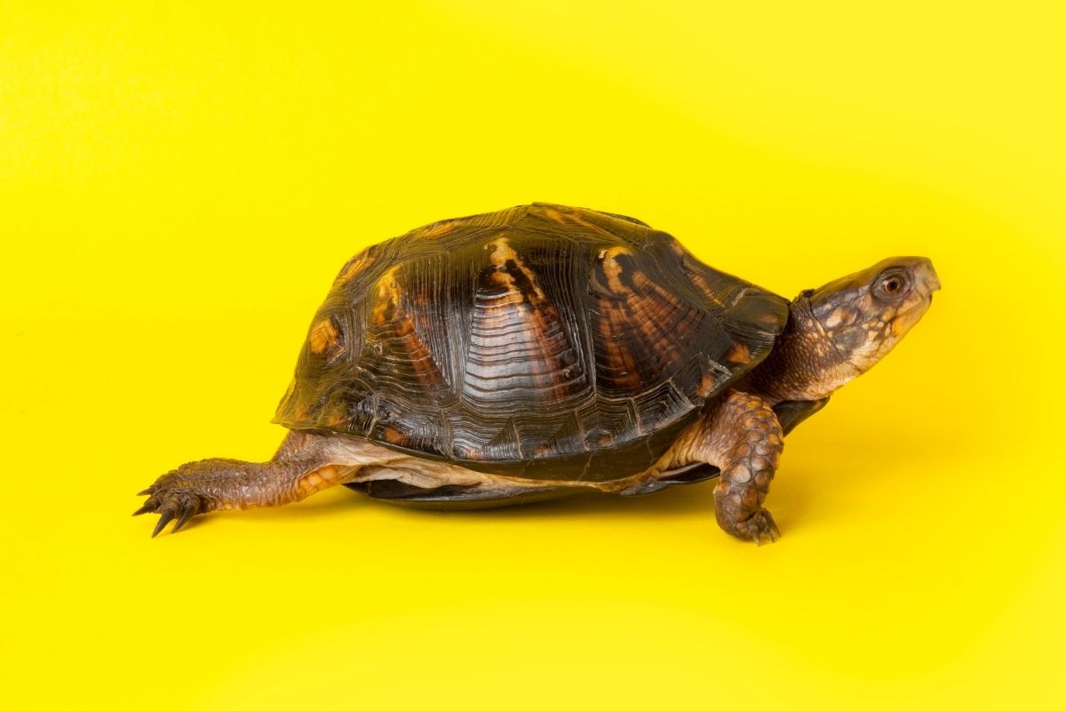 Turtle walking on a yellow background