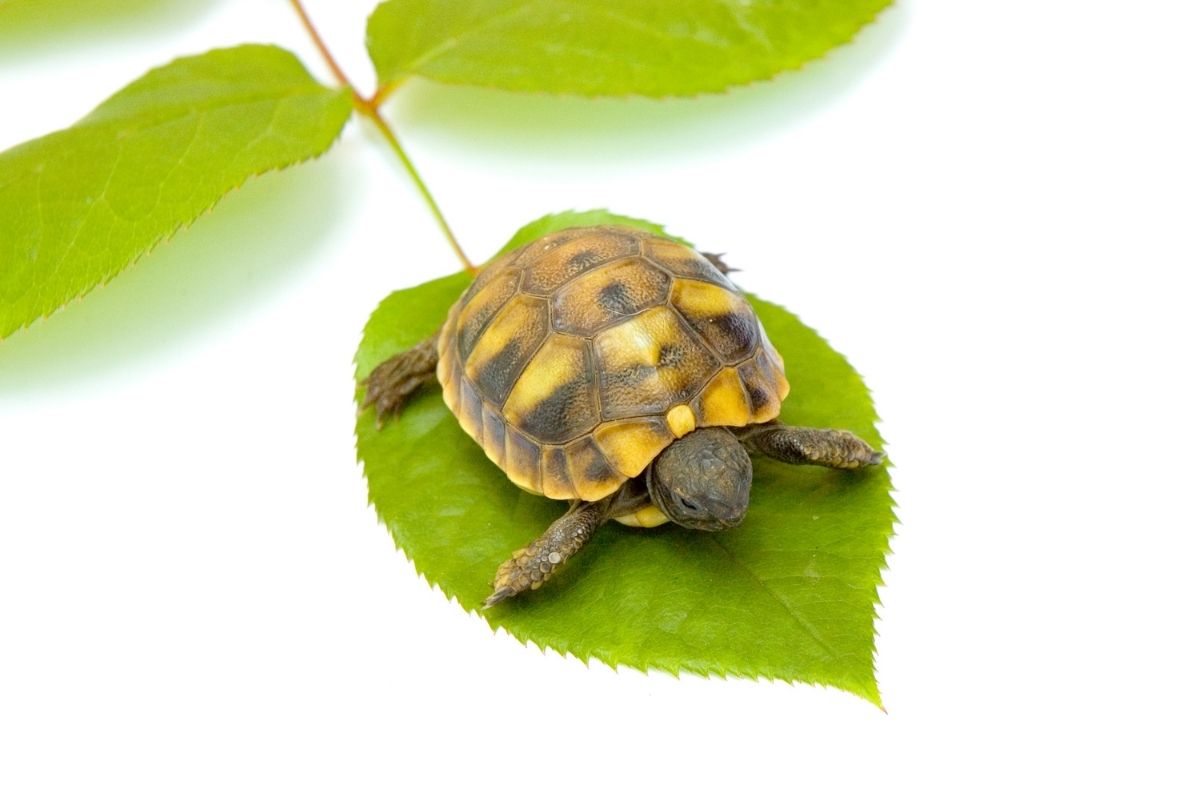 Turtle on a green leaf