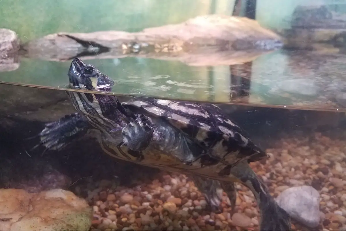 turtle floating in a tank