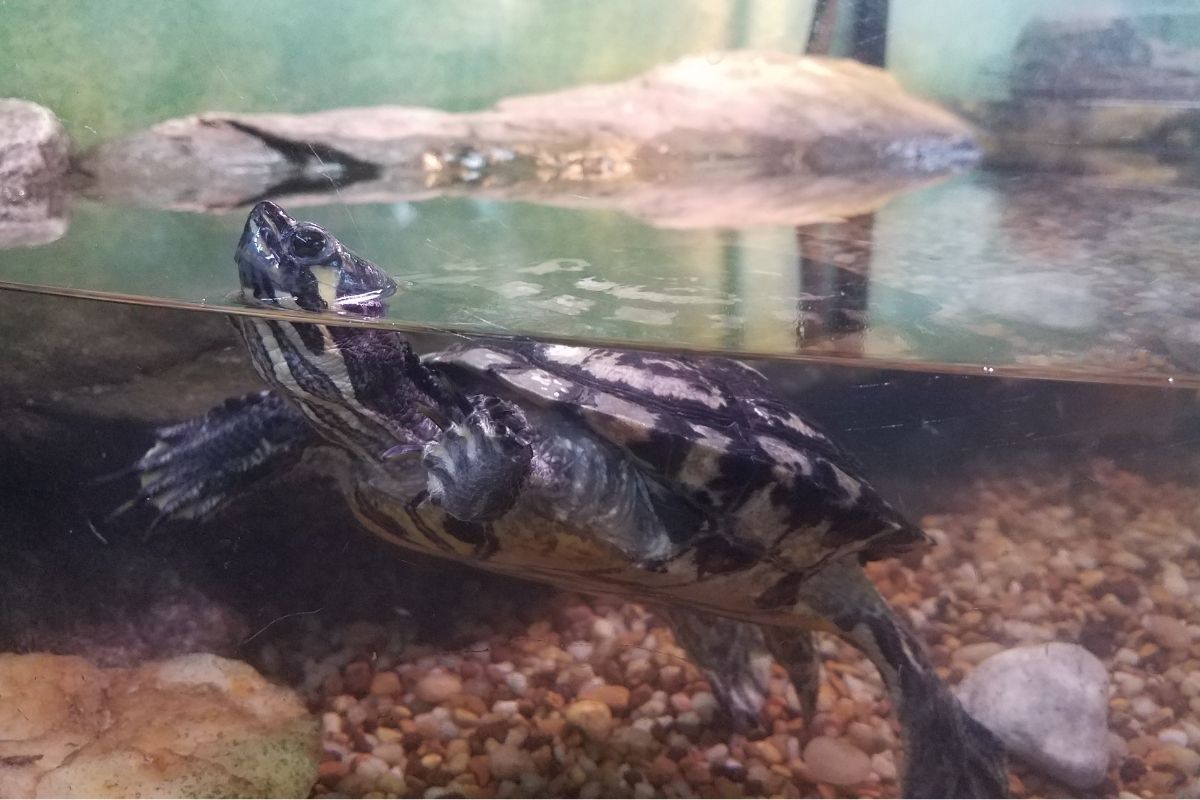 Turtle floating in a tank