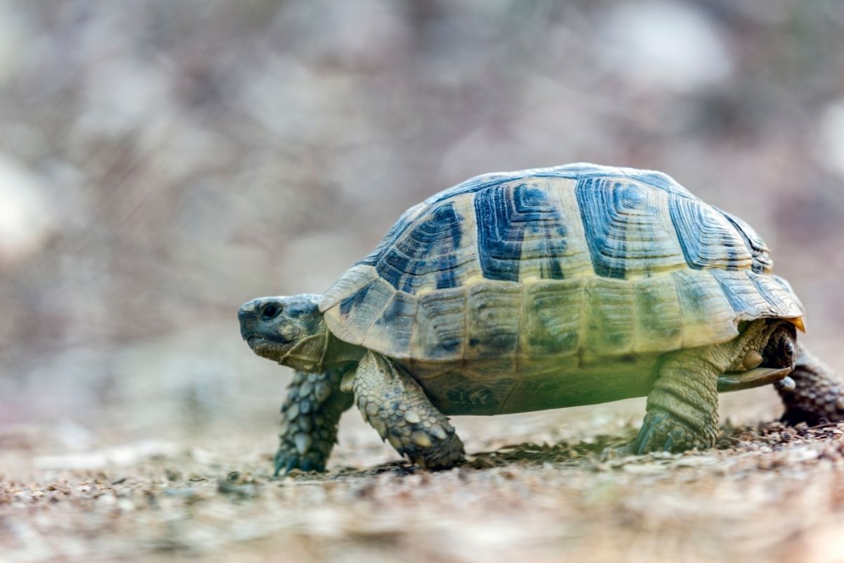 Walking tortoise on the sand