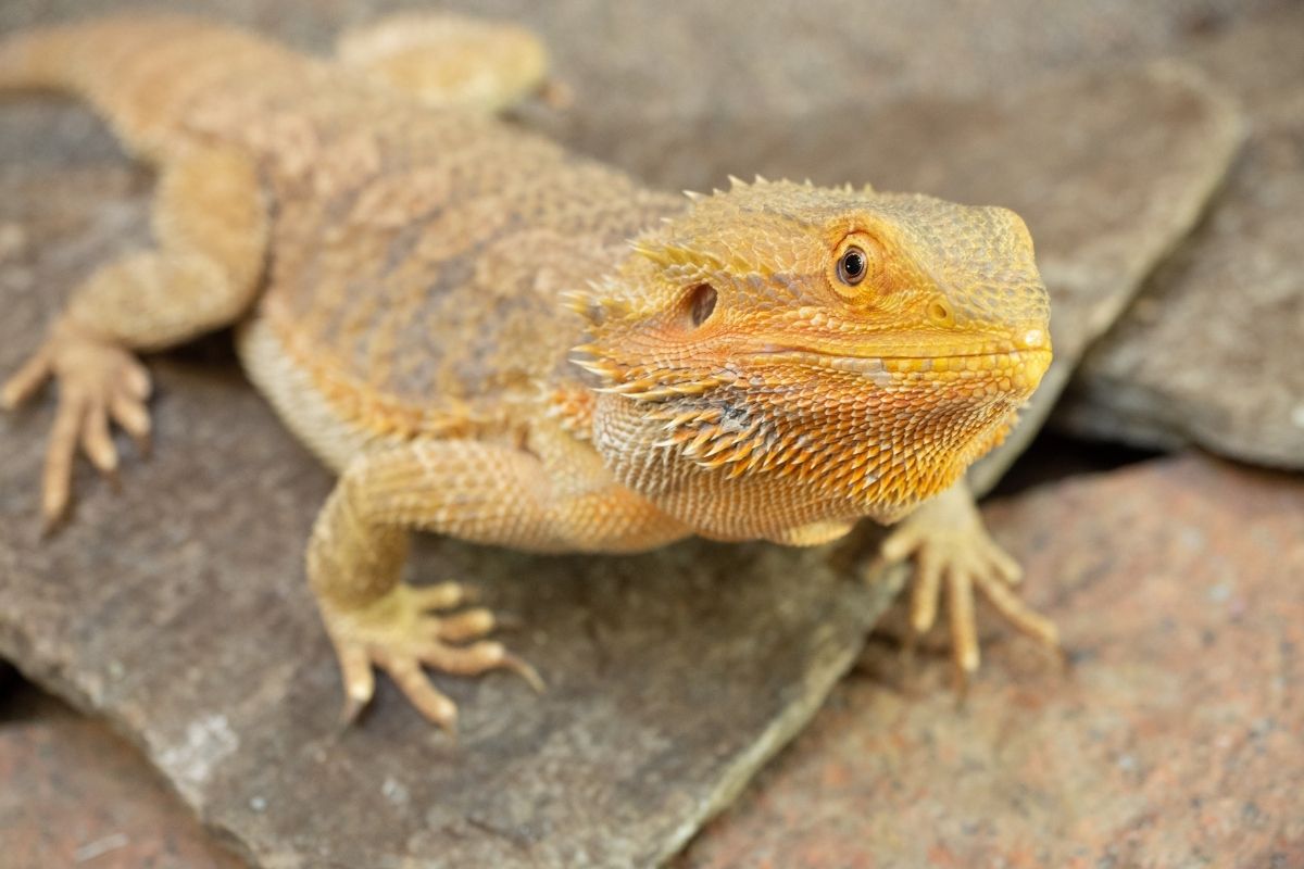 Female bearded dragon