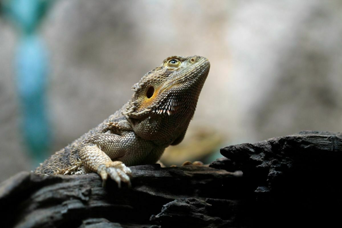 Why does my bearded dragon have sunken eyes?