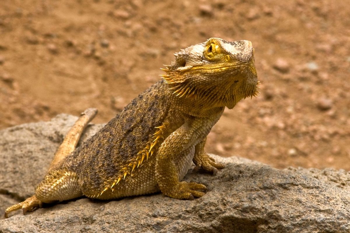 Yellow bearded dragon on a rock