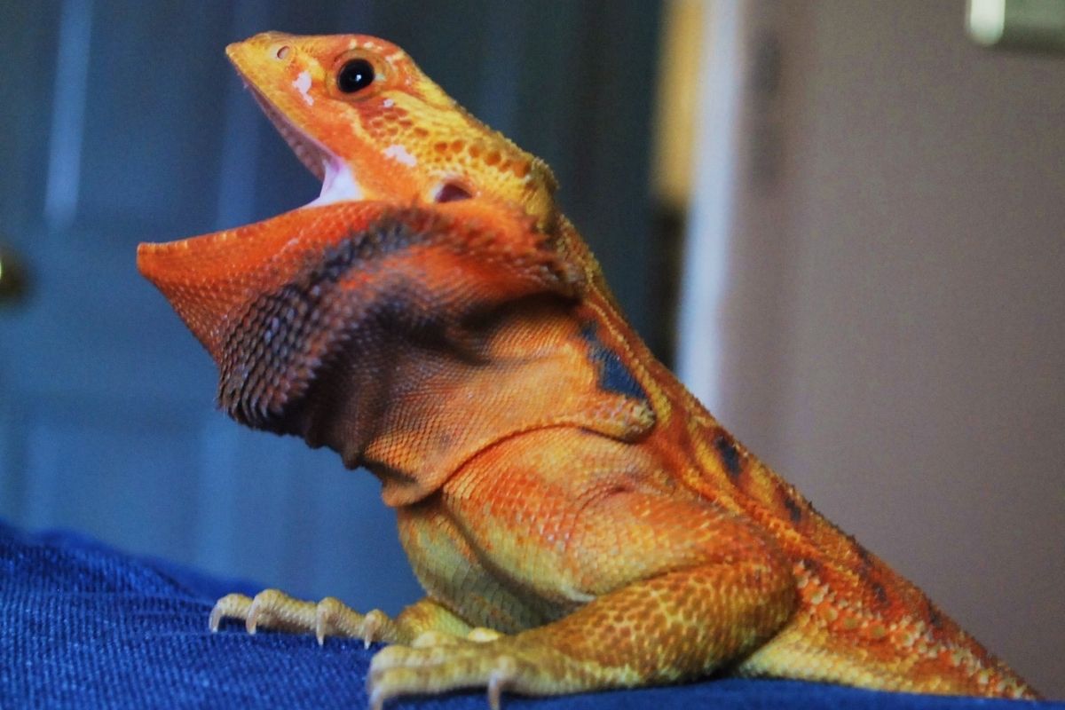 Colorful bearded dragon